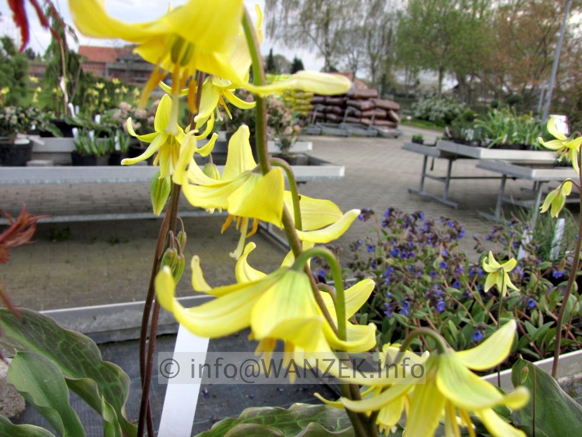Erythronium tuolumnense Pagode - Bluetenmacro offen2 unscharf.JPG